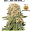 Atlas Kush weed Seeds from Holland.