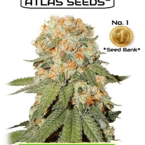 Atlas Kush weed Seeds from Holland.