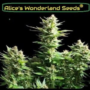 Blue Pill Feminized weed seeds