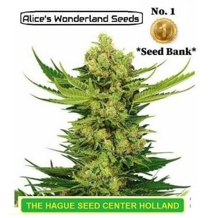 Cheddar feminized cannabis seeds