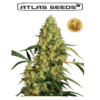 Marijuana Seeds Feminized Bildea