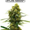 Northern ZeroZero Cannabis Female Seeds