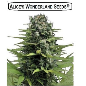Red Pill Female Cannabis Seeds