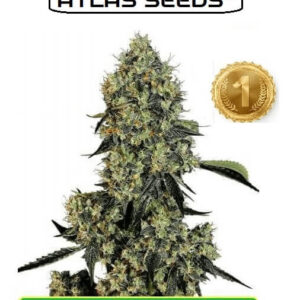 Titan Kush feminized cannabis seeds