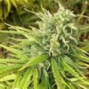 cannabis seeds feminized witchy witch