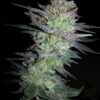 Buy online Marijuana Seeds Indica Dreams autoflower