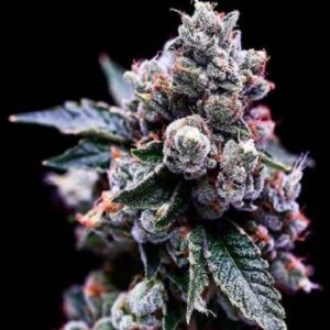 Buy online Marijuana Seeds Purple Moon autoflower