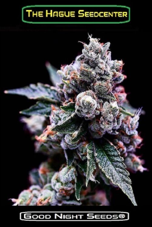 Buy online Marijuana Seeds Purple Moon autoflower