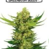 Blue Stag cannabis seeds feminized