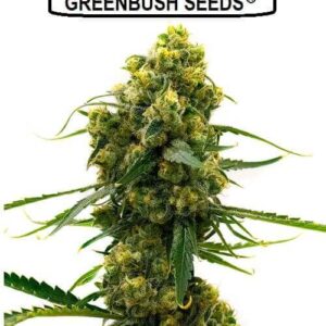 Blueberry Cheesecake Feminized cannabis seeds