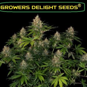 Bubbles cannabis seeds growers delight.
