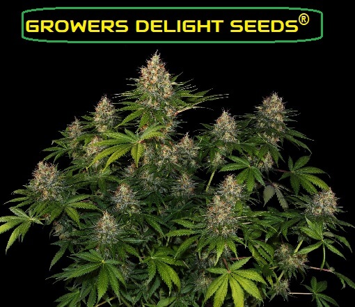 Bubbles cannabis seeds growers delight.
