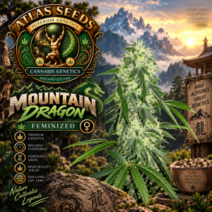 Mountain Dragon – Atlas Seeds - Feminized