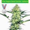 Critical autoflower cannabis seeds