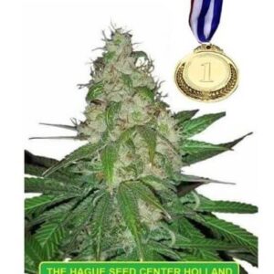 Diesel autoflower cannabis seeds
