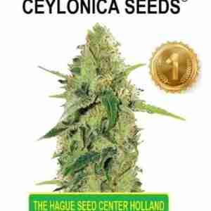 Feminized seeds super skunk