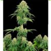 Girl Scout Cookie autoflower cannabis seeds