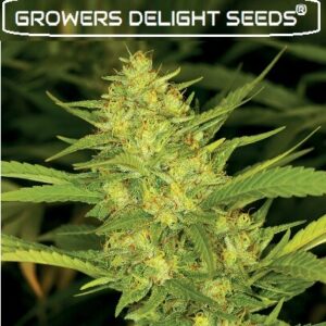 Green Diesel Female marijuana seed