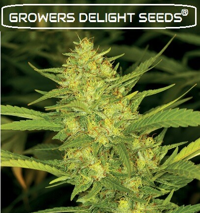 Green Diesel Female marijuana seed