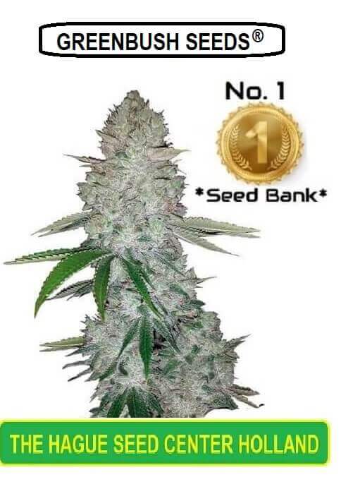 Cannabis Seeds Grizzly Glue from Greenbush Seeds