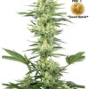 Growers Delight NLX master Feminized cannabis seeds