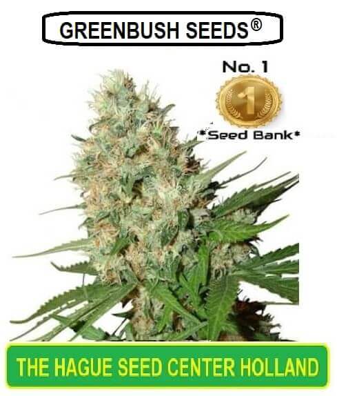 Grunge Widow feminized cannabis seeds