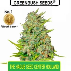 MP5 Female marijuana seeds