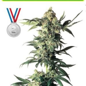 NLX autoflower cannabis seeds