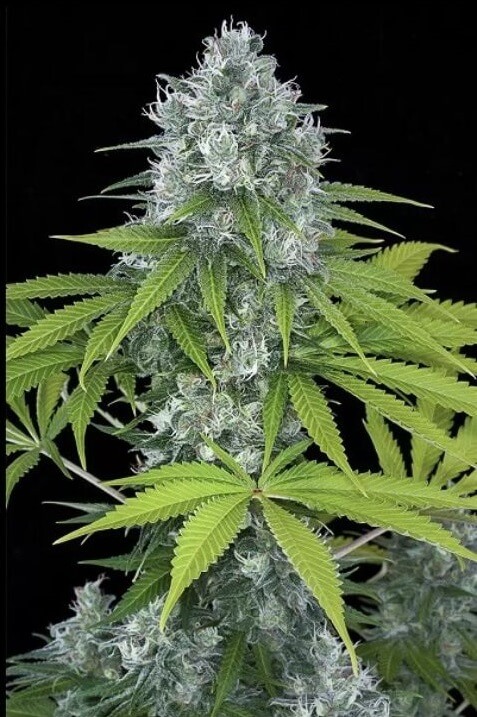 OG Kush autoflower cannabis seeds