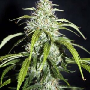 SNOW WHITE feminized cannabis seeds