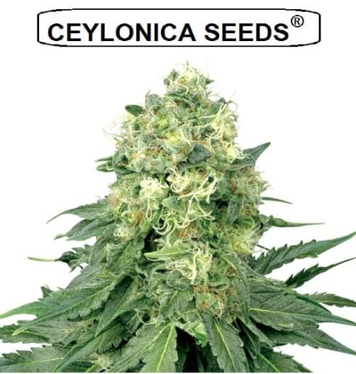 WIDOW MAKER ceylonica feminized cannabis seeds
