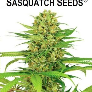 Weed-Seeds-feminized-Squatch-Gum