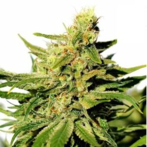 ak47-autoflower-cannabis-seeds