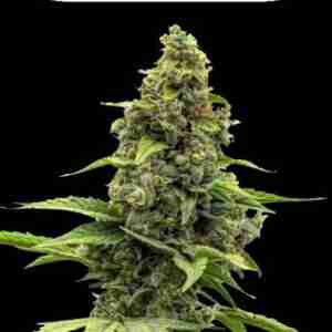 amnesia ceylonica feminized cannabis seeds