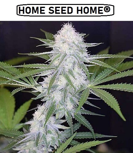 autoflower-cannabis-seeds-Silver-Haze