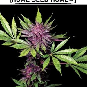 autoflower-cannabis-seeds-purple-haze