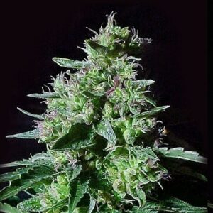 autoflower-cannabis-seeds-rooftop44