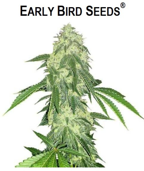 autoflower cannabis seeds shimmer early bird seeds