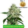 autoflower  Cannabis Seeds shambala skunk