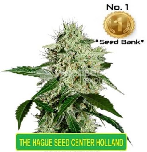 autoflower  Cannabis Seeds shambala skunk
