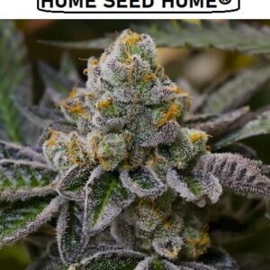 feminized-cannabis-seeds-girl-scout-cookie