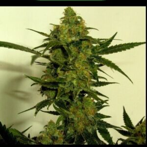 Buy online Marijuana Seeds Nightwalker Feminized Cannabis Seeds