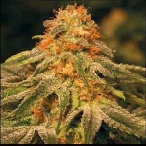 Buy online feminized cannabis seeds Orange Bud