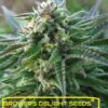 feminized cannabis seeds white kush