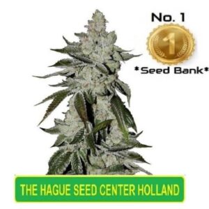 feminized marijuana seeds choco ganesh