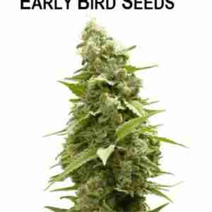girl-scout-cookie-feminized-seeds