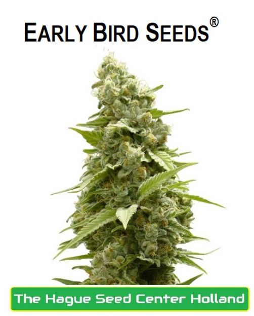 girl-scout-cookie-feminized-seeds