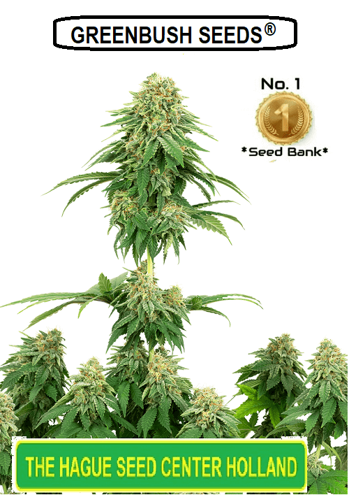 girl scout cookies feminized seeds