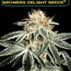 feminized cannabis seeds white widow