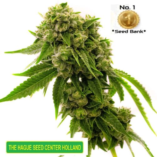 marijuana-seeds-feminized-kali-weed